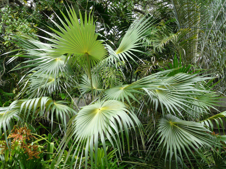 Coccothrinax acuminata Seeds – Cuban Silver Palm!