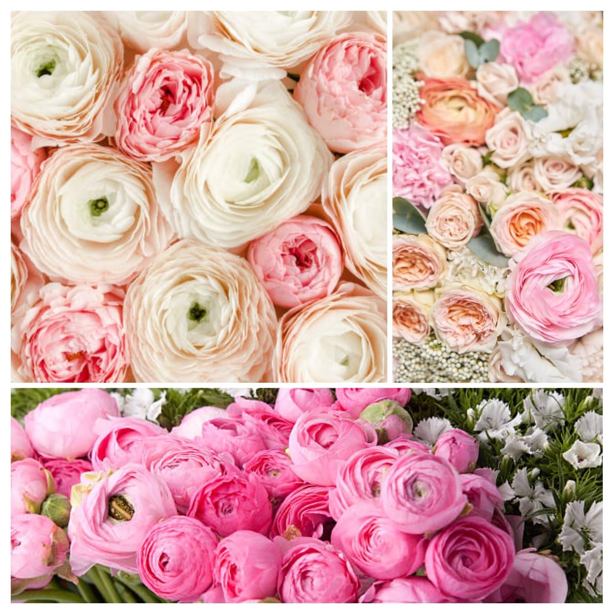 6 Mixed Color Ranunculus Bulbs for Planting, Assorted Pastel Double Buttercup…