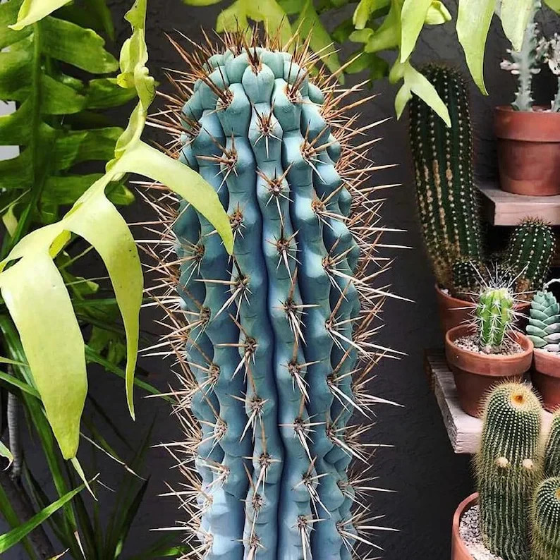 10 “BLUE CEREUS” CACTUS SEEDS (Browningia hertlingiana) RARE Tree Like Cacti