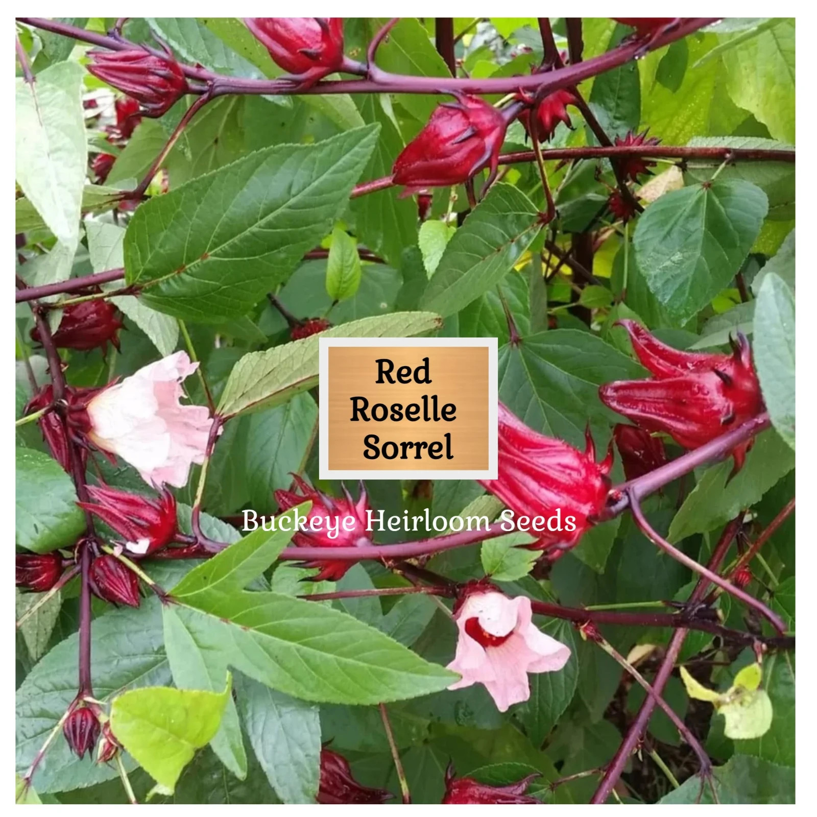 Red Roselle Sorrel | Asian Sour Leaf | 20 Seeds | Hibiscus sabdariffa