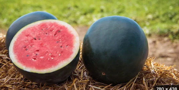20 Black Diamond Watermelon Seeds/non-GMO/red flesh dark skin