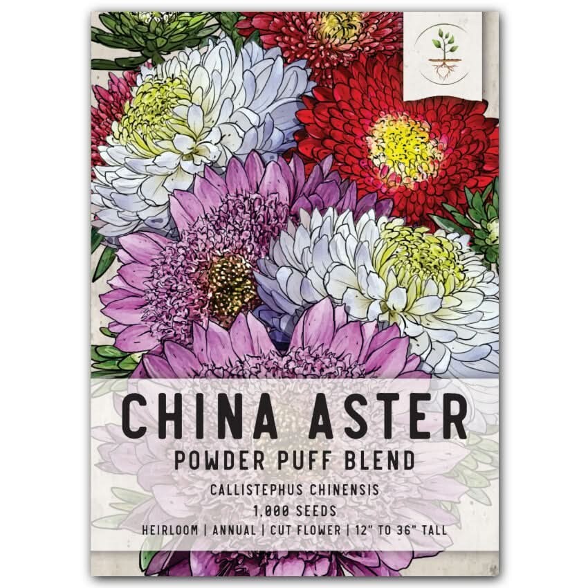 3 – Powder Puff China Aster Seeds For Planting (Callistephus chinensis) 1,000