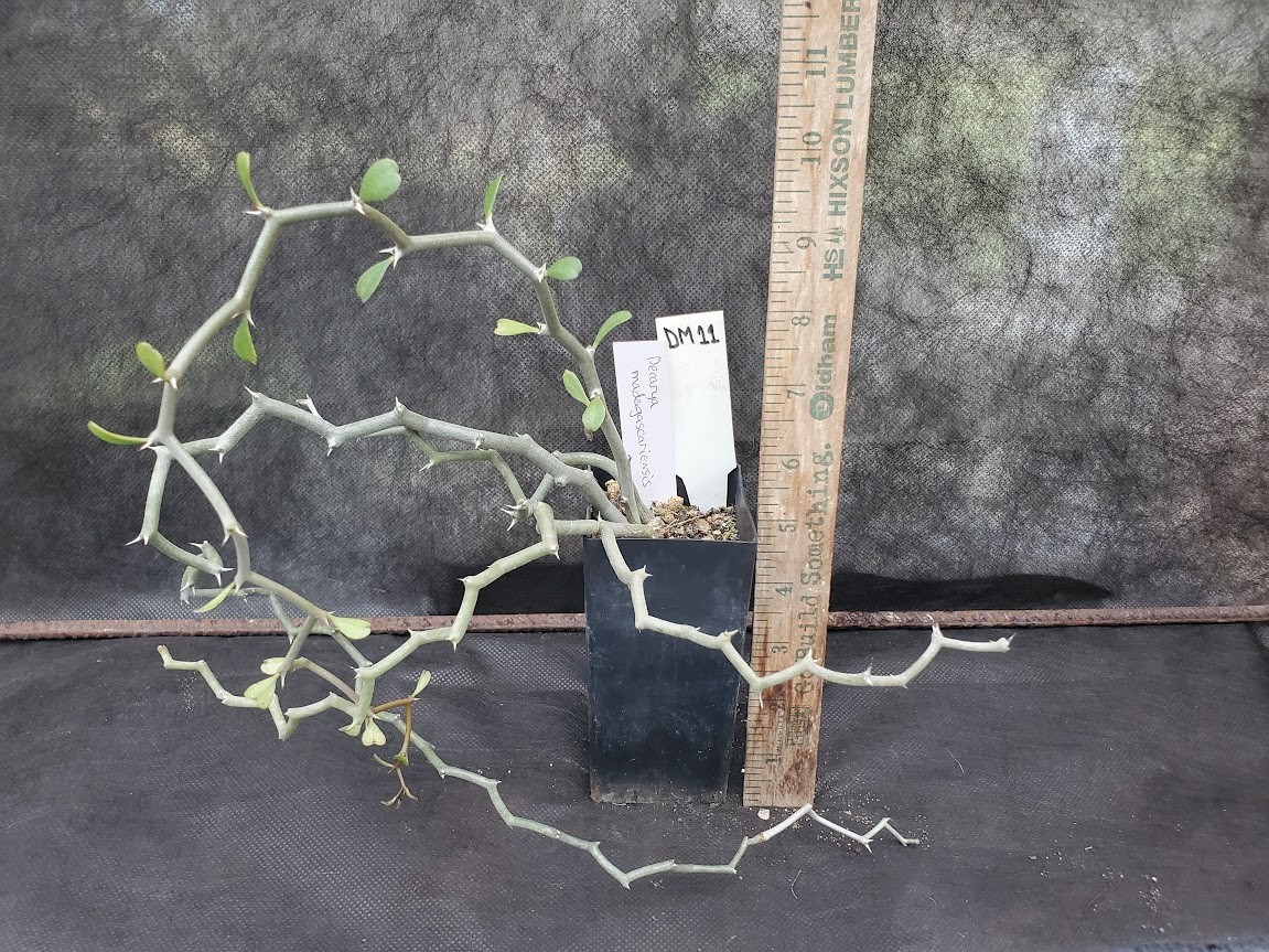 Decarya madagascariensis – Zig Zag Plant – Madagascar – Rooted Lot DM11
