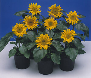 Helianthus Sunspot 250 seeds