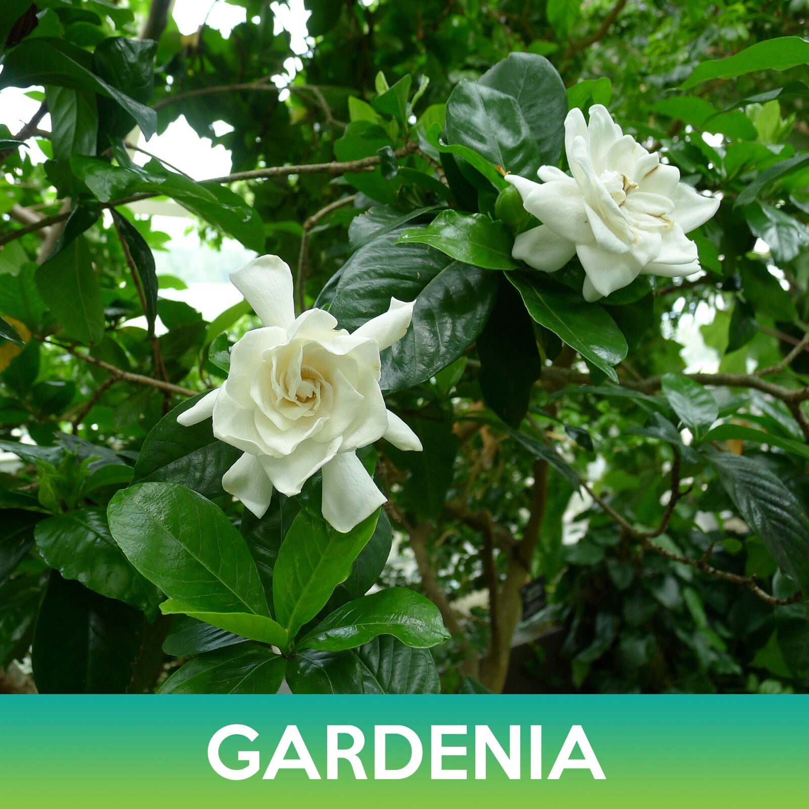 Gardenia Flower Seeds, Cape Jasmine, Gardenia jasminoides