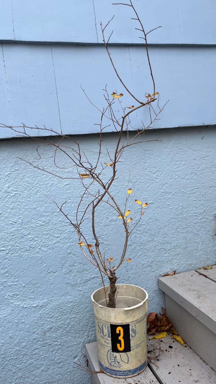 Exact plant Elm tree #3 for bonsai 5-6 year old sent bareroot dormant
