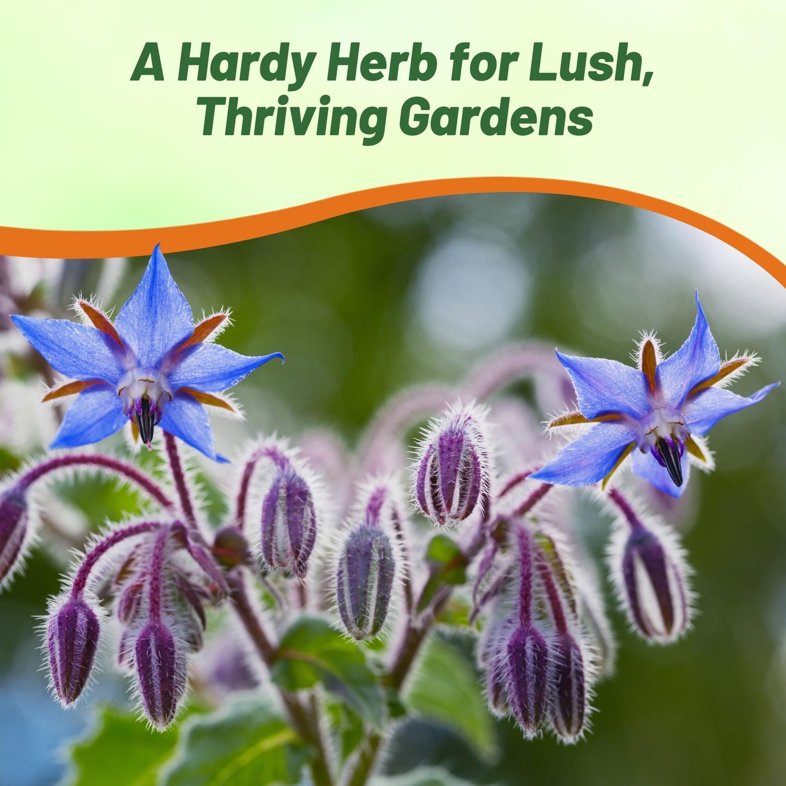 1 OZ Heirloom Borage Herb Seeds For Microgreens or Sprouting