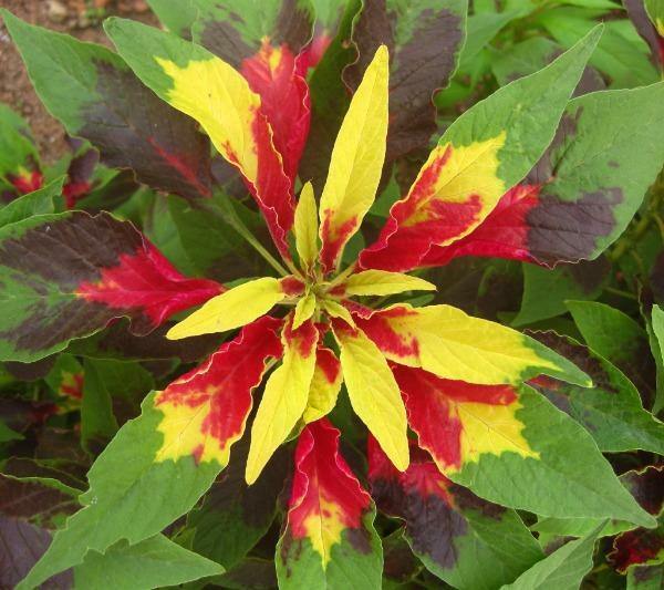 Amaranthus tricolor | Edible Amaranth | Tampala | Joseph’s Coat | 100 Seeds