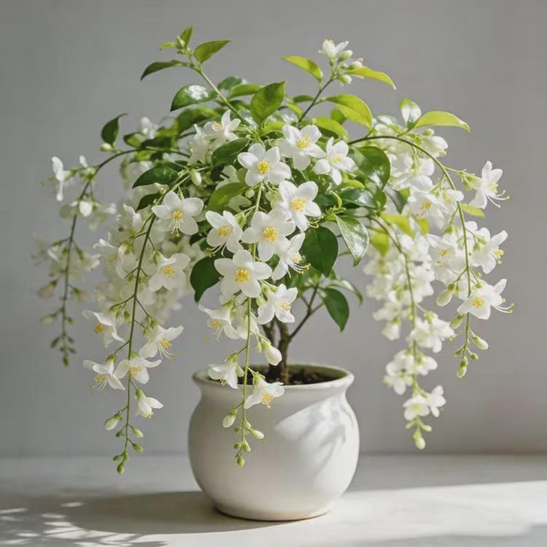 Weeping Jasmine Climbing Seeds 100+ – Garden Balcony Flower Vine