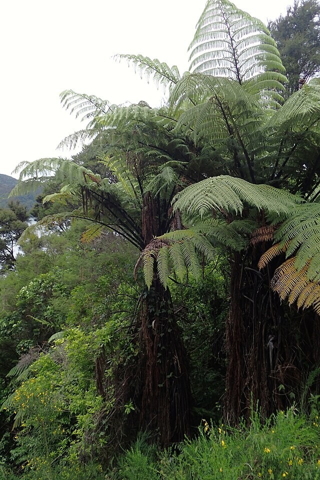 Cyathea medullaris | Black Tree Fern | 100 Spores