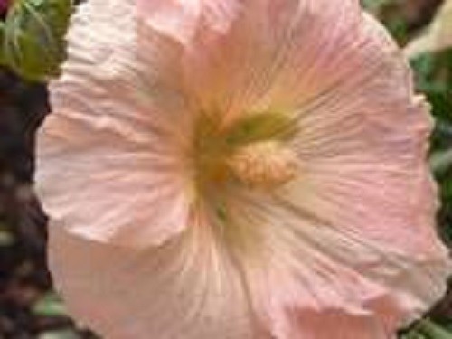 25 PEACH HOLLYHOCK Alcea Rosea Flower Seeds Perennial *Flat S/H