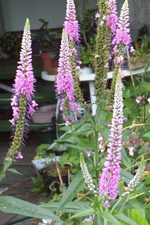 PINK VERONICA LONGIFOLIA, 101 SEEDS, LONG LEAF SPEEDWELL, HARDY *USA seller**