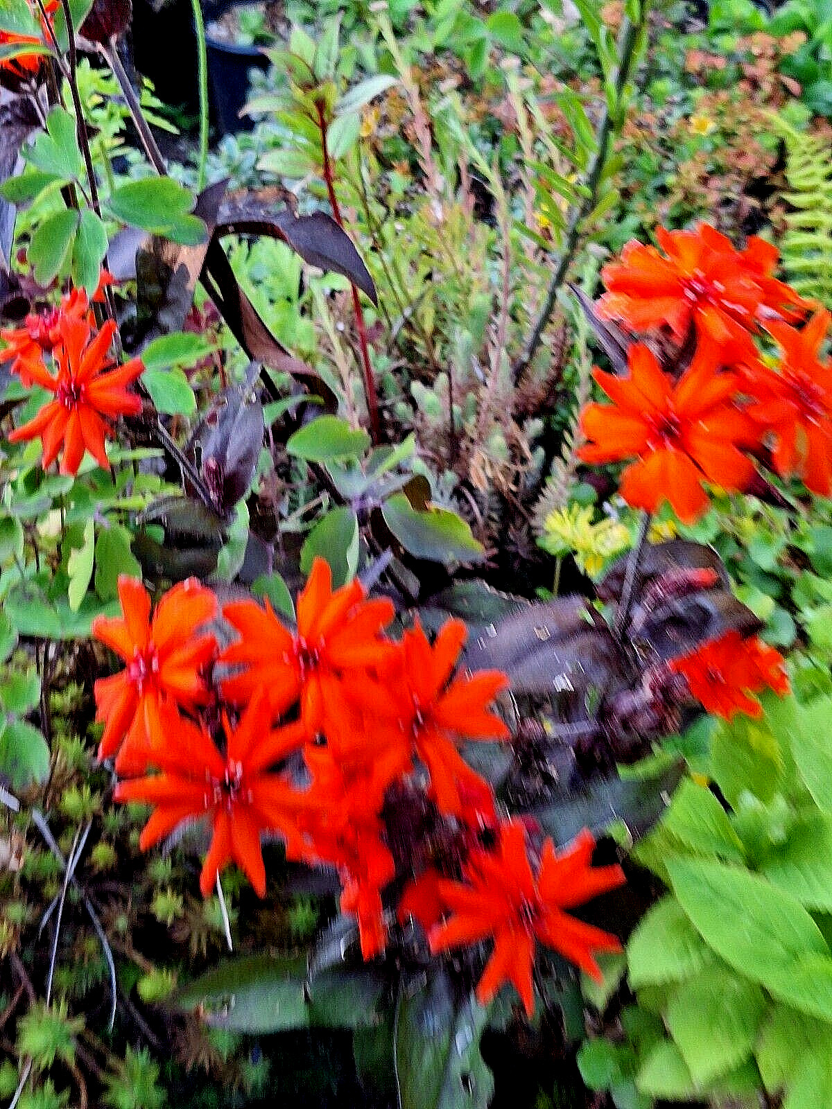 50 seeds lychnis arkwrightii vesuvius scarlet, dark leaves, rare flower
