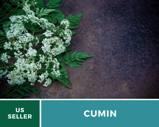Cumin – 100 Seeds – Medicinal & Culinary Herb – Heirloom – Non GMO