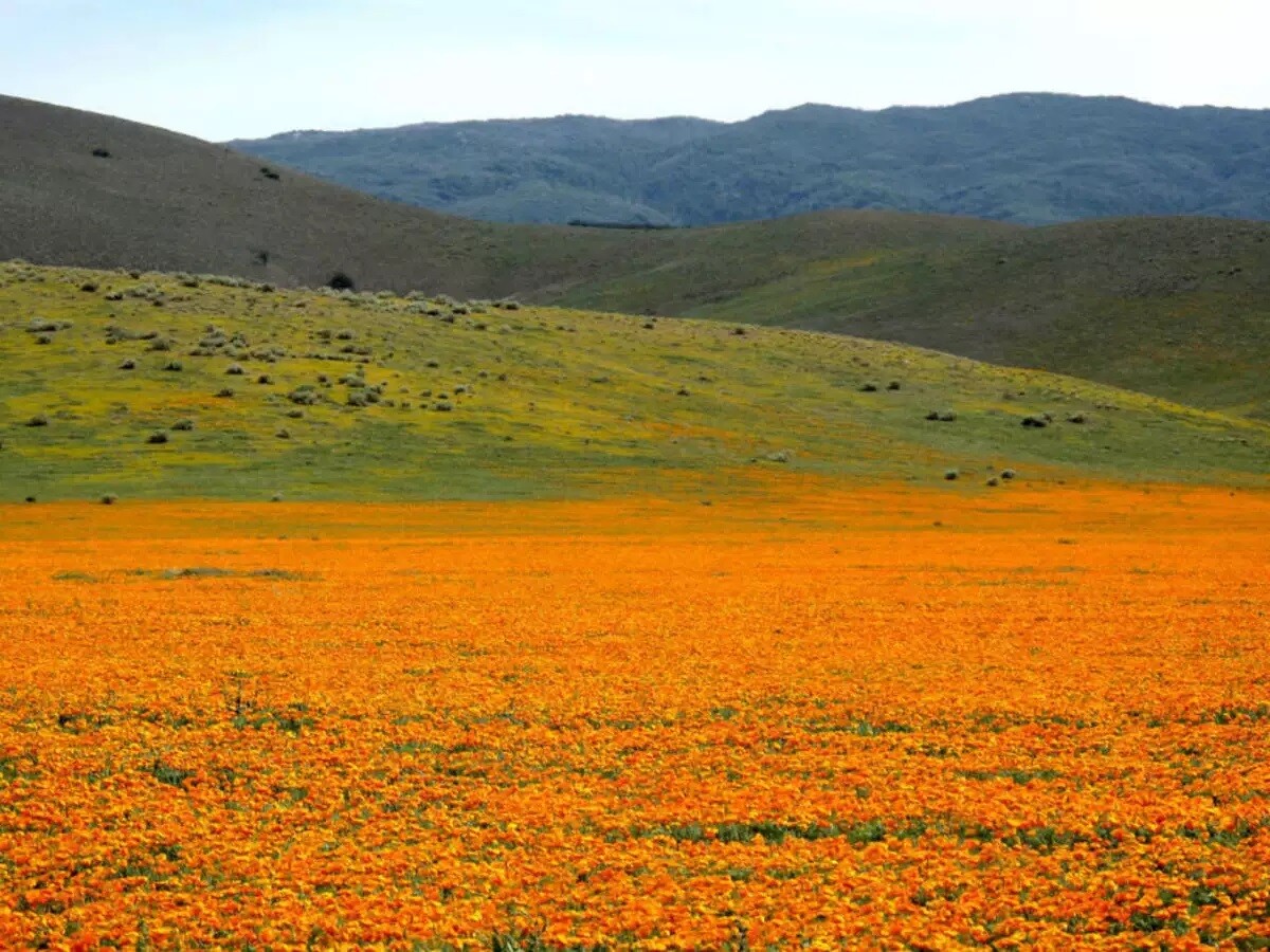 California Poppy White Linen 500 – 5000 Seeds Wildflower wild drought tolerant
