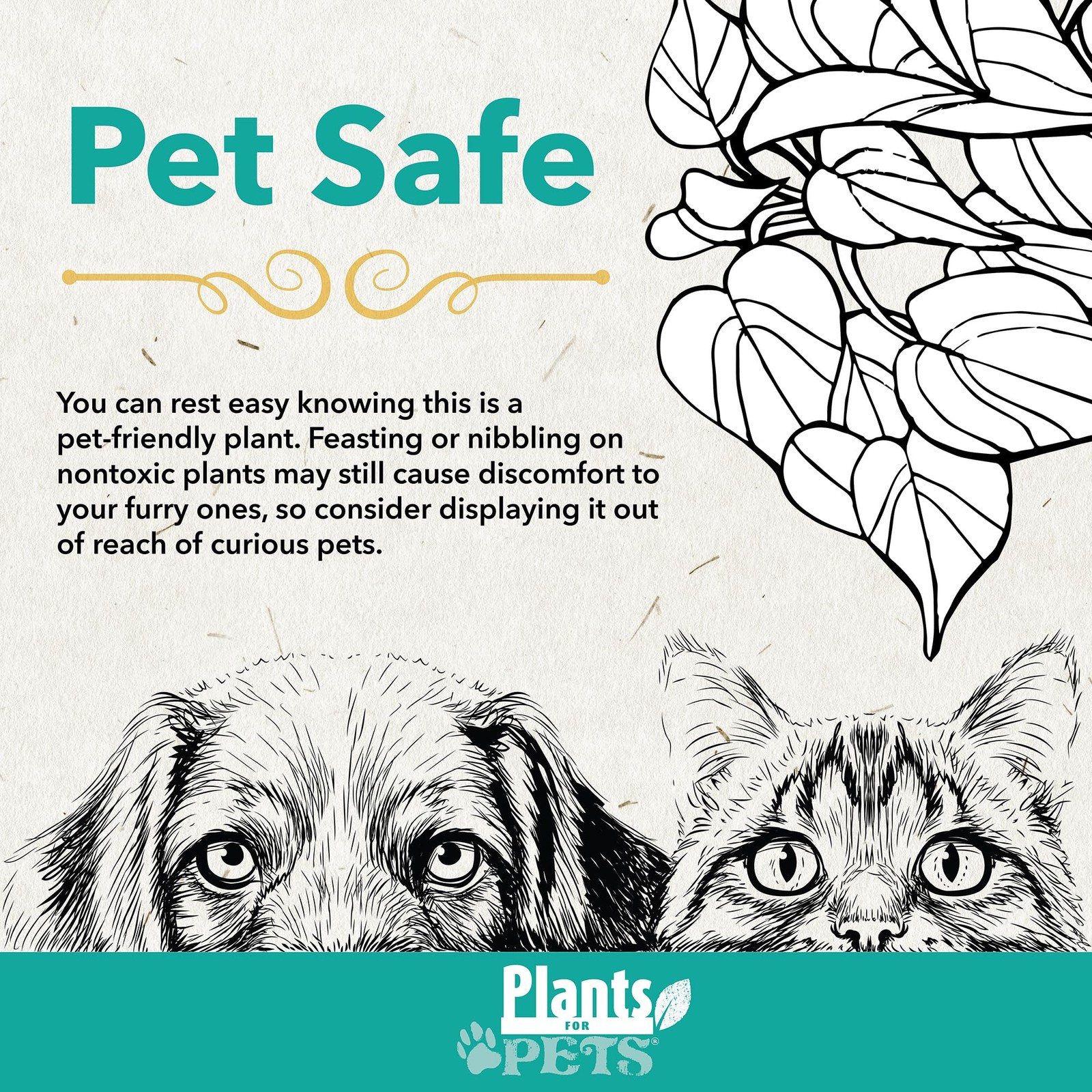 Pet Safe Live Calathea Plants – 4 Pack Air Purifying Indoor Mix in 4.25″ Pots