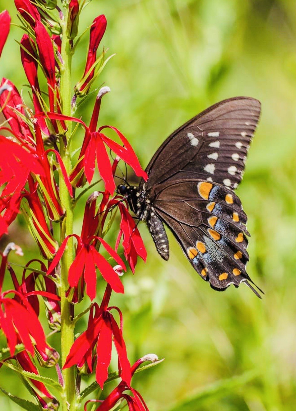 CARDINAL FLOWER SEEDS NON GMO FRESH HARVEST FREE SHIPPING