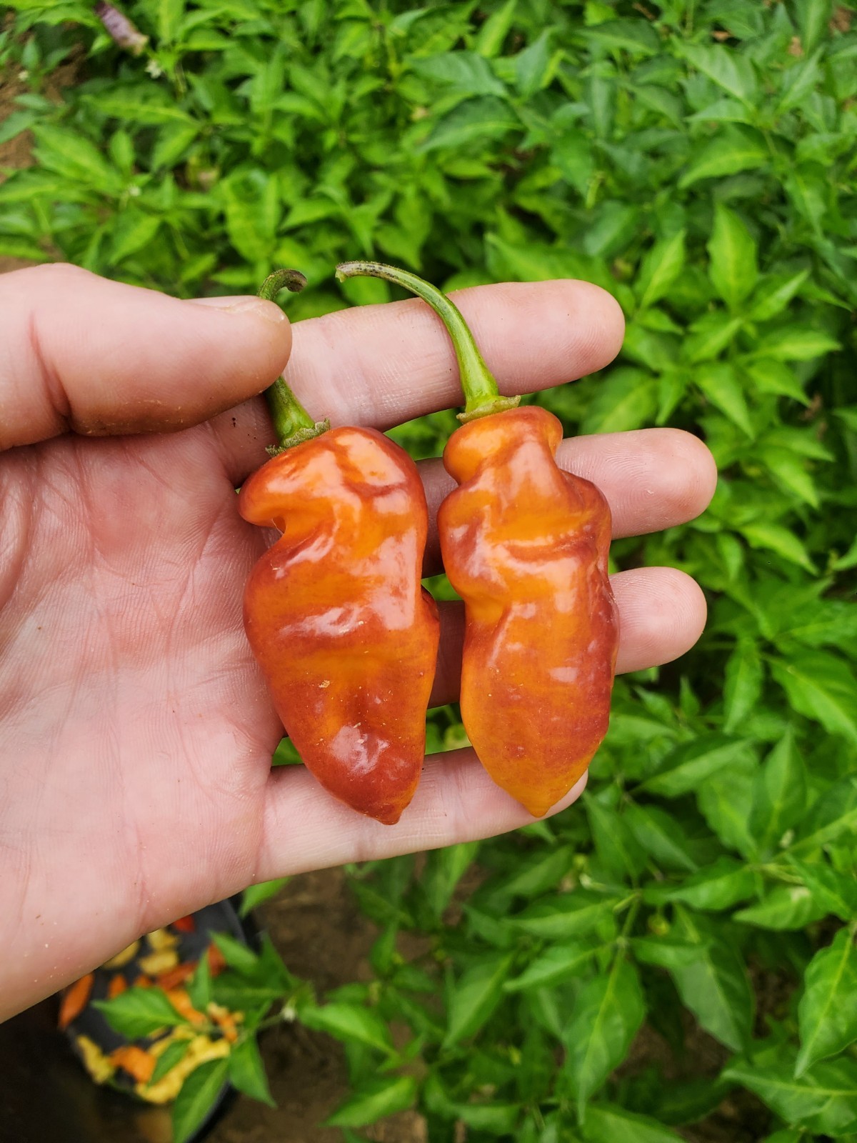 DEVIL’S TONGUE Color Mix Hot Pepper Seeds – 25, 50 seeds Organically Grown in TN