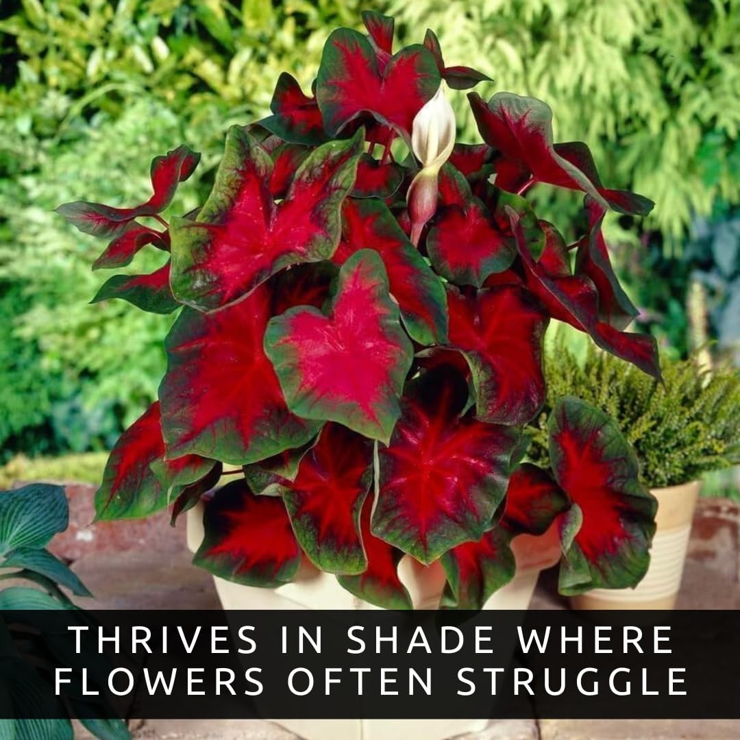Florida Cardinal Caladium Bulbs for Planting Fancy Heart-Shaped Leaves