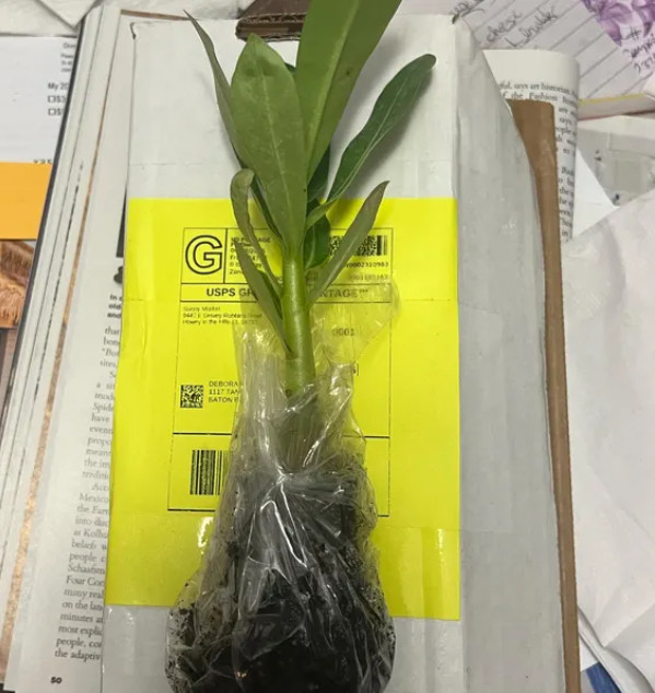 White Desert Rose Live Starter Plant – 3-6″ Tall – Adenium Obesum Succulent
