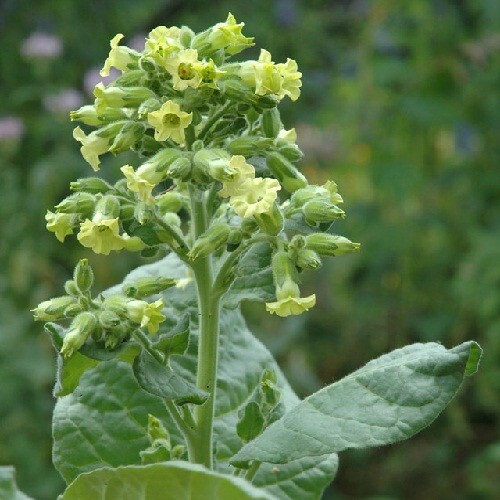 2,500 Ceremonial Sacred Indian Nicotiana Rustica Midewiwan Tobacco Seeds