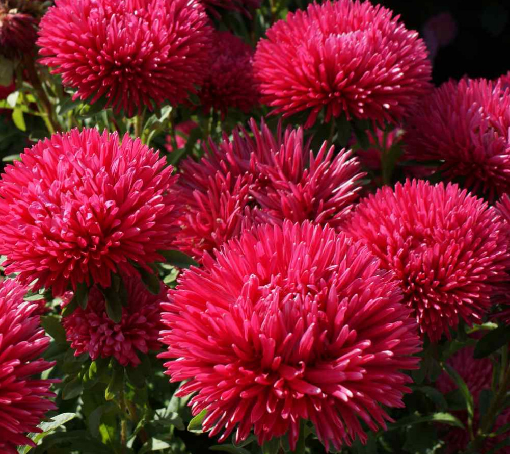 50 Seeds ASTER GREMLIN DOUBLE RED Callistephus Chinensis