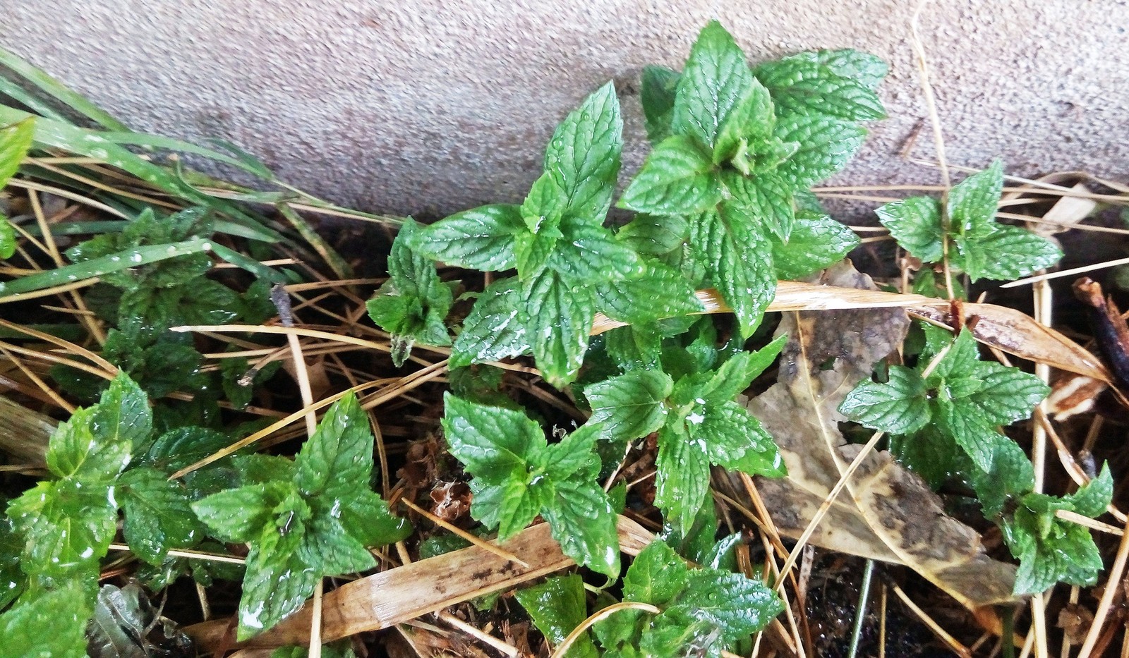 Peppermint Seeds Box Garden Seeds LLC GMO-Free Heirloom Herbal USA Grown