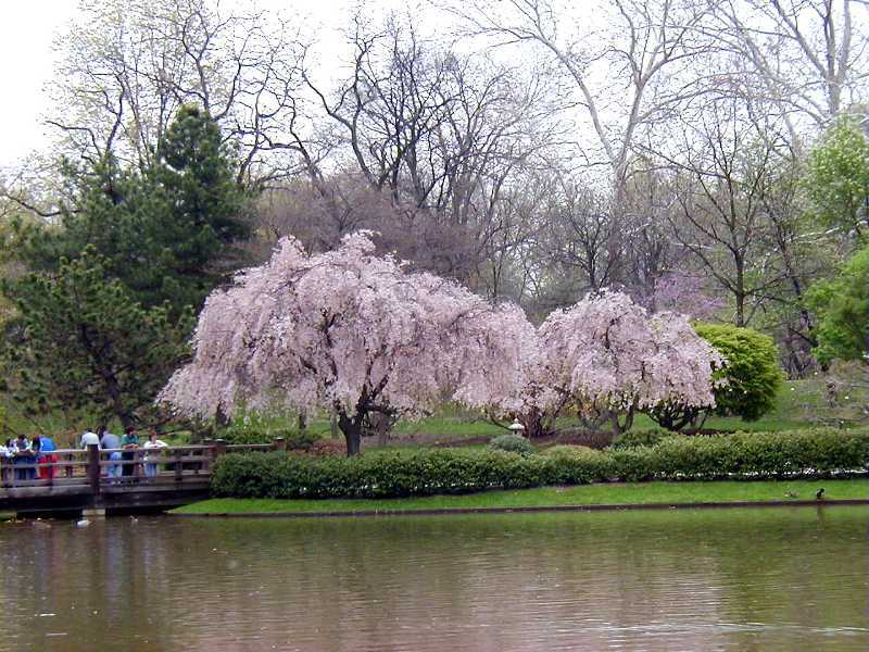 Weeping Higan Cherry, Prunus subhirtella pendula, Tree Seeds