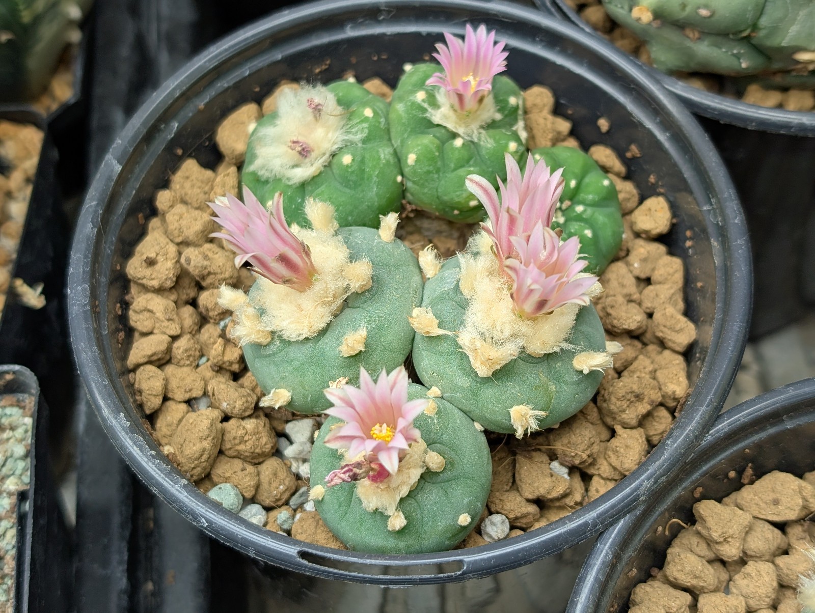 Astrophora Cactus 25 seeds (F)