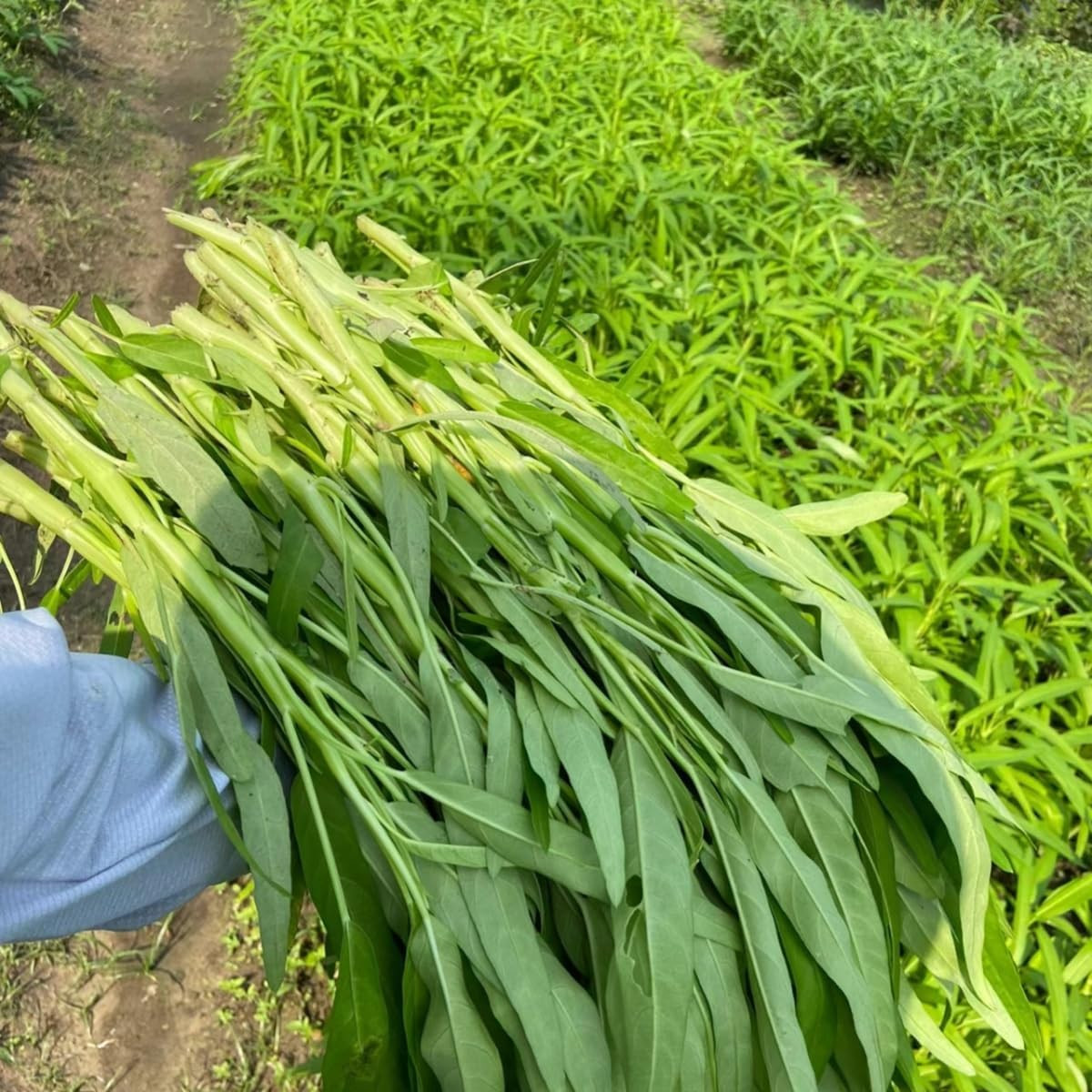 1200+ Kong Xin CAI Vegetable Seeds Water Spinach Kangkong Delicious Vegetable Se