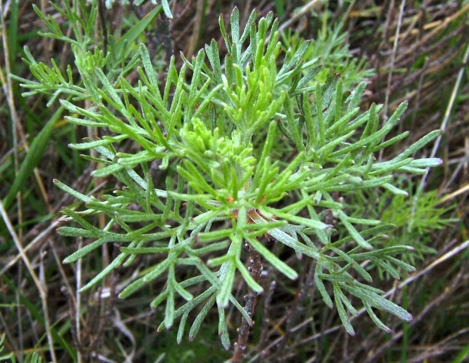 500 BEACH WORMWOOD Artemisia Caudata Silvermound Red Sagewort Herb Flower Seeds