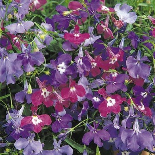 50 Multi Pelleted Seeds Lobelia Riviera Springtime Blues Mix Lobelia Seeds