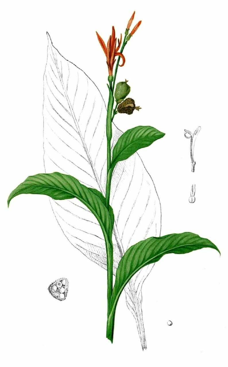 Canna indica Purpurea (Canna Lily, Indian Shot) seeds