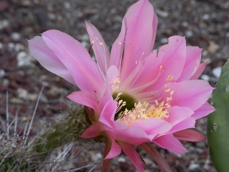 Echinopsis Mamillosa v. Flexilis 5 Seeds Free Shipping!