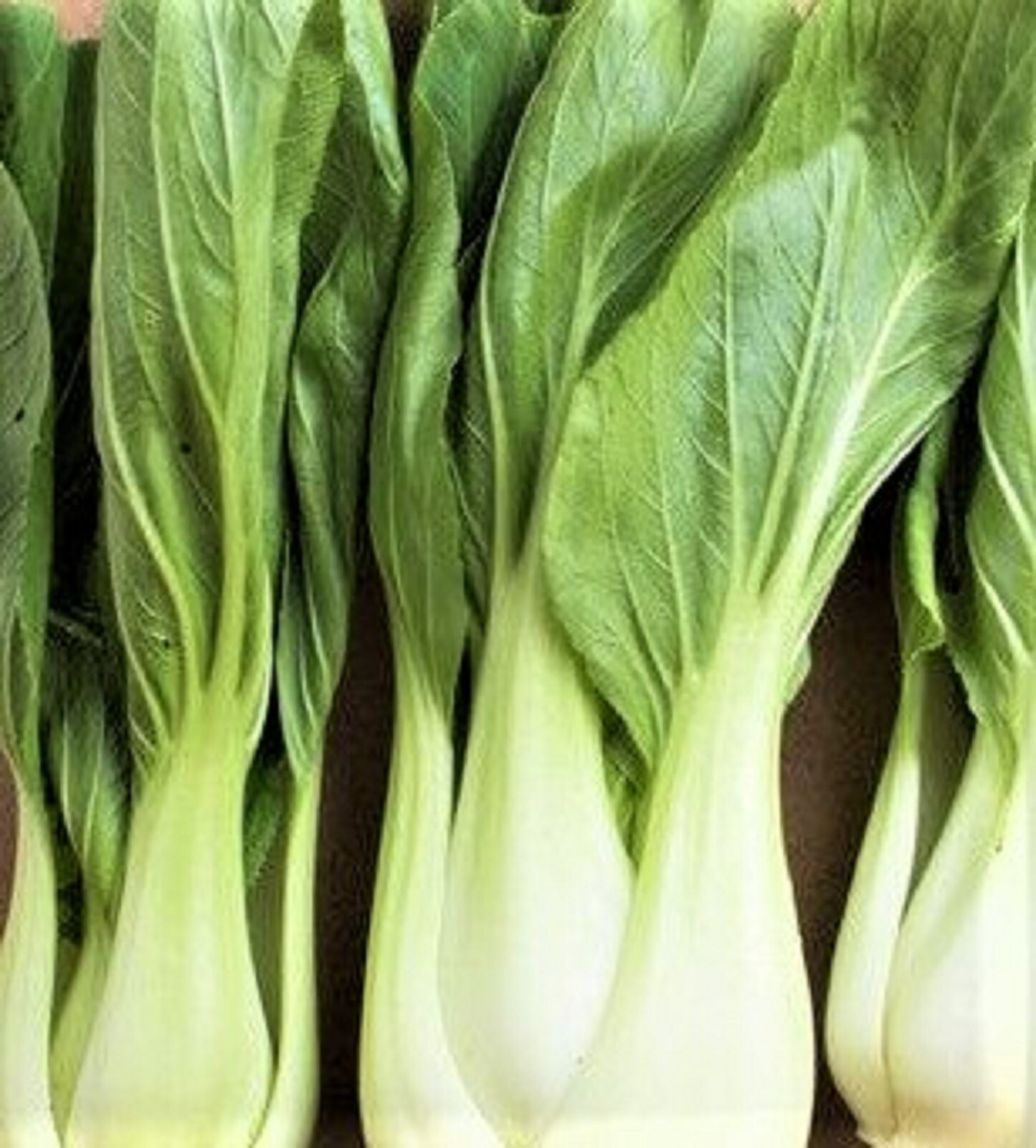 White Stem Cabbage Bok Choy Seeds 200+ SEEDS –BUY 4 ITEMS FREE SHIPPING