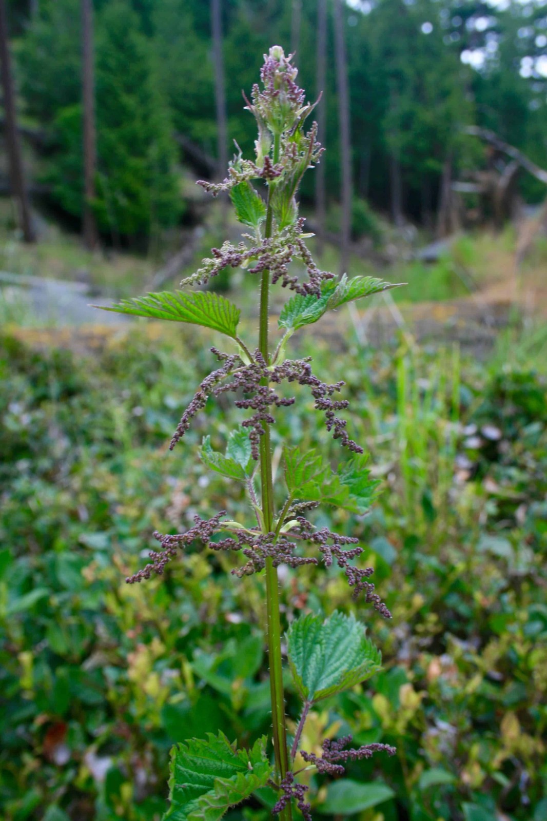 8oz Stinging Nettle Seeds – Urtica Dioica – Medicinal Plant – Deer Resistant