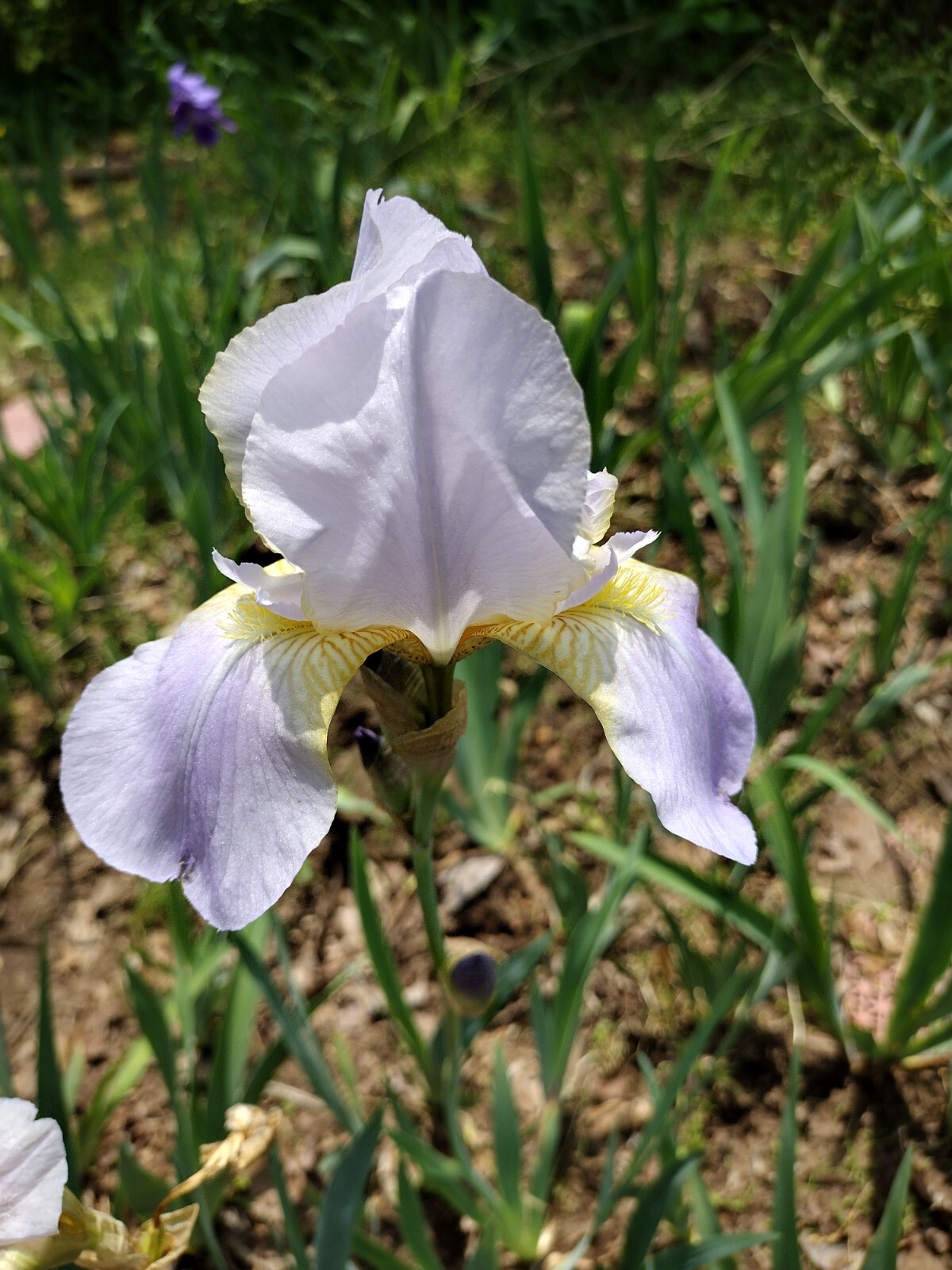 10 Mixed Iris Rhizomes – Random Colors – Easy Perennials – Free Shipping