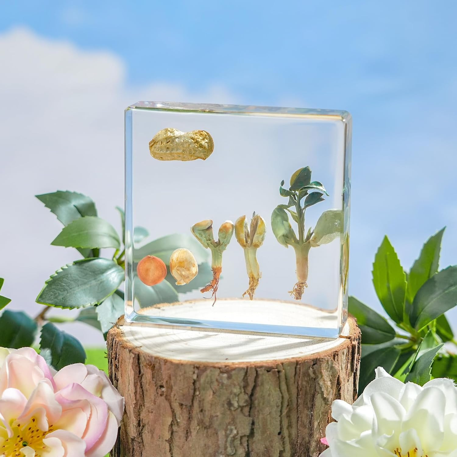 Peanut Life Cycle Kit, Peanut Specimen Real Plant Resin Encased Seeds Sprouts Po