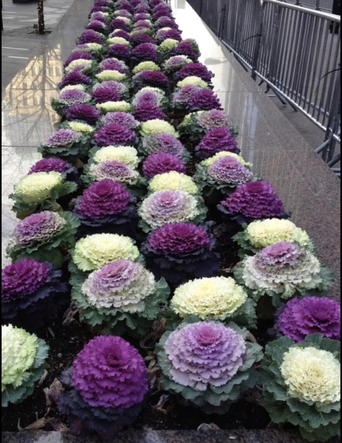 50+ SEEDS Ornamental Cabbage- brassica oleracae. Includes FREE Flowers SEEDS.