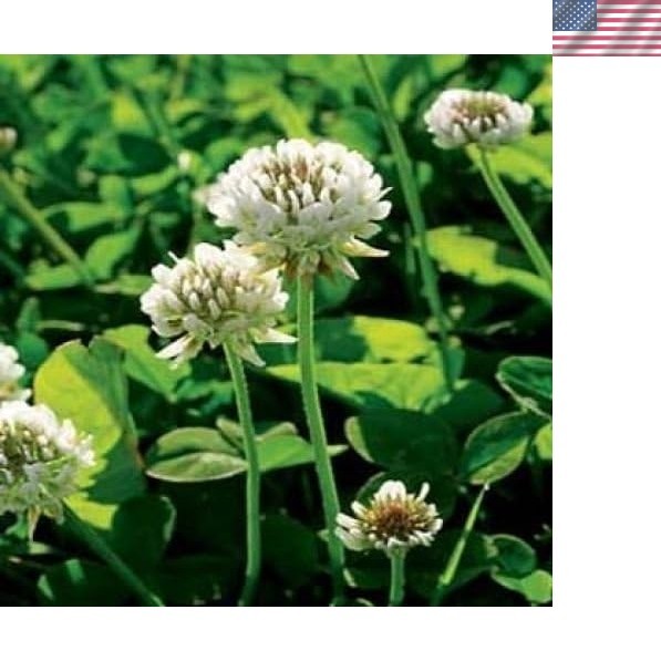2 lbs Nitrocoated White Clover Seed – Perfect for Food Plots, Erosion Control