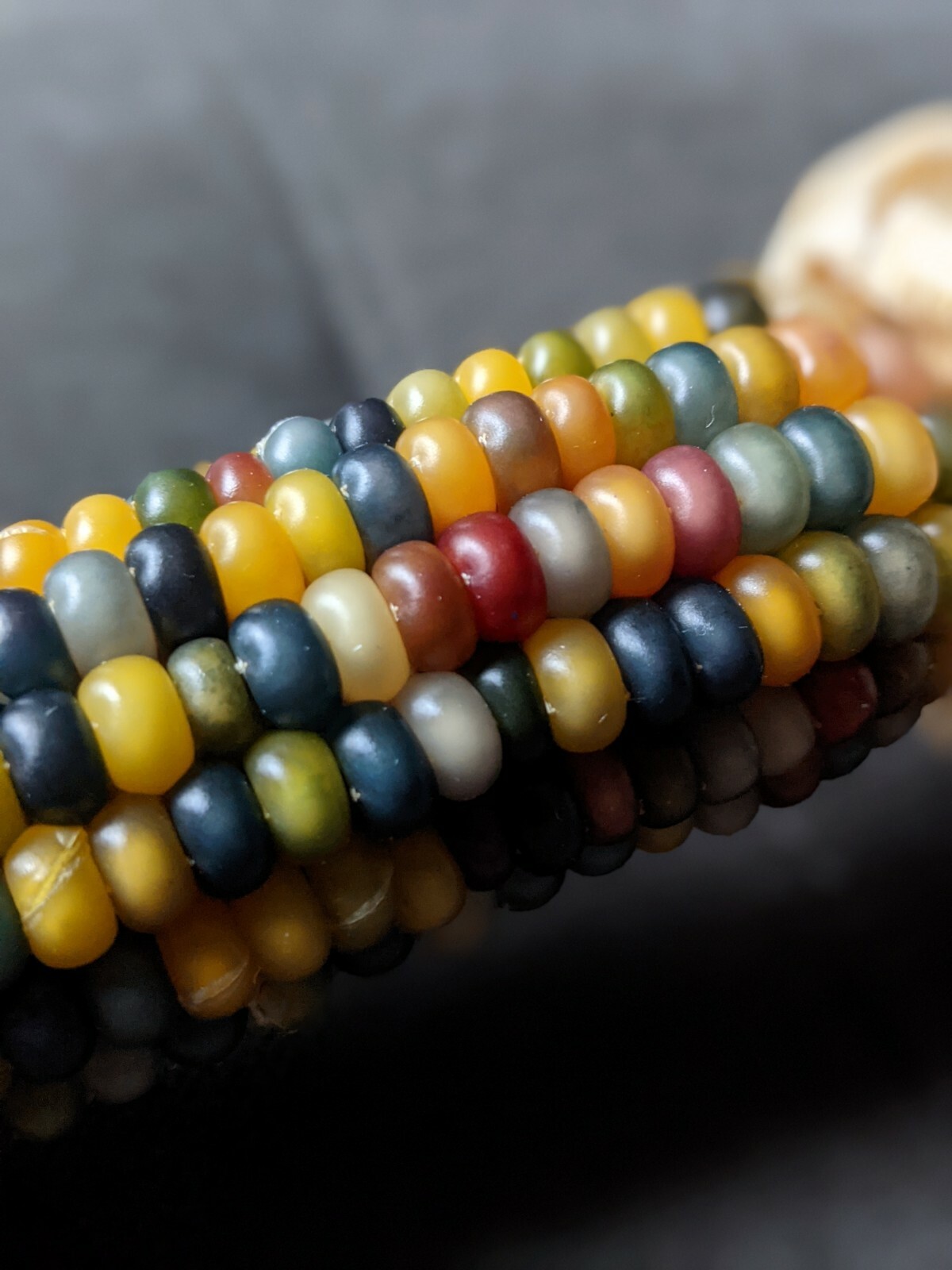 Glass Gem Corn Seeds Cherokee History Rainbow Colors 25 Seeds, Beautiful!