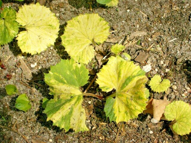 20 VARIEGATED BUTTERBUR SEEDS ( Petasites vulgaris ) – ( 1+ foot wide leaves )