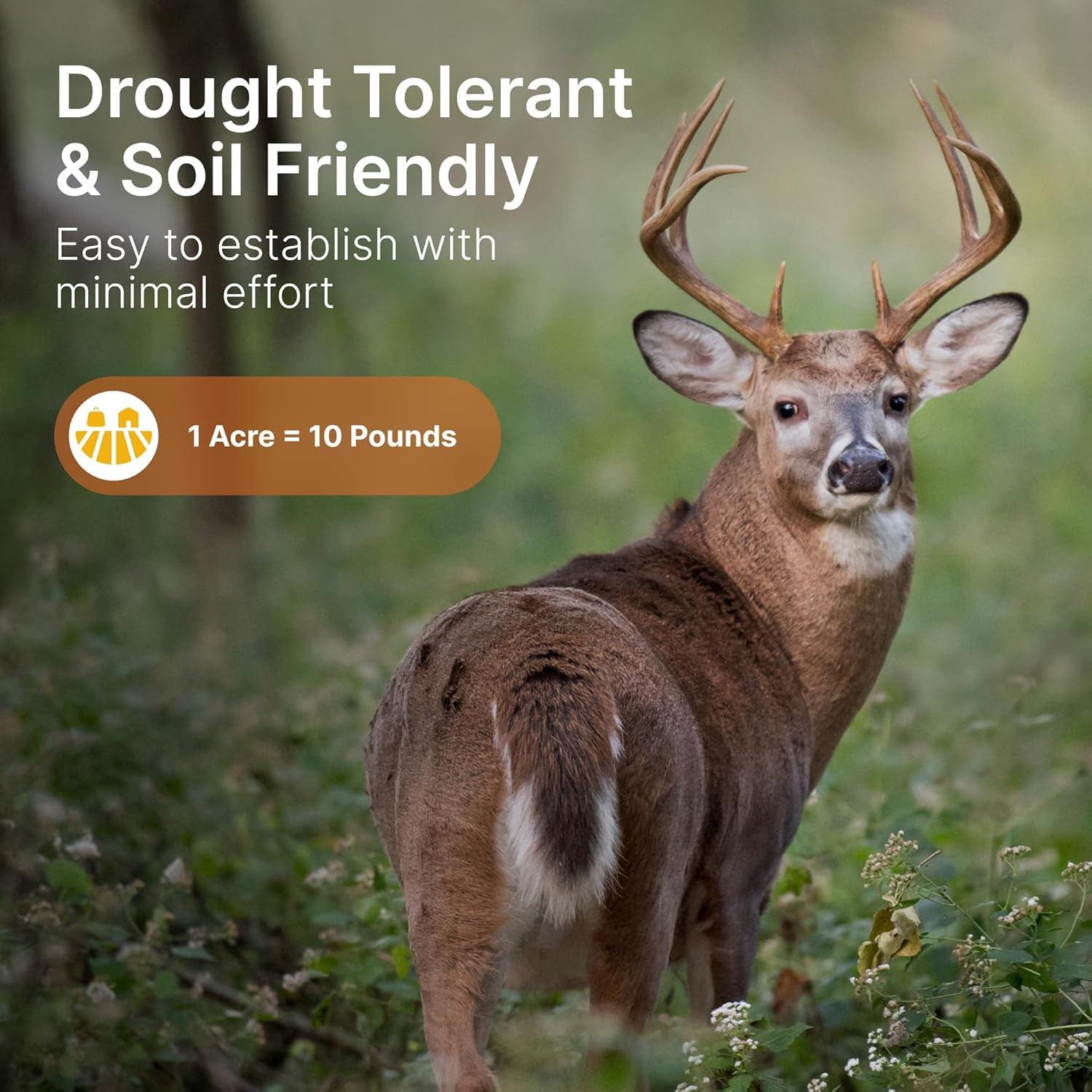 Premium Alfalfa & Clover Deer Food Plot Seeds – Perennial Blend