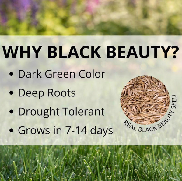 Jonathan Green (#10322) Black Beauty Ultra Grass Seed, 7lb bag