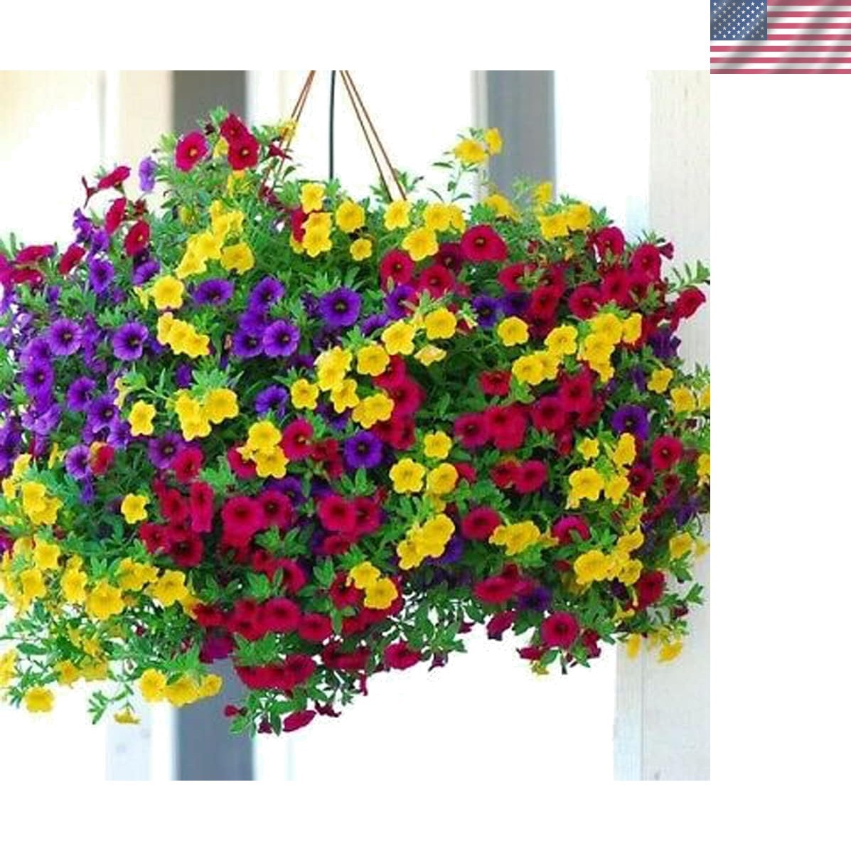 Perennial Hanging Petunia Seeds – 300 Heirloom Seeds for Spring to Fall Blooms