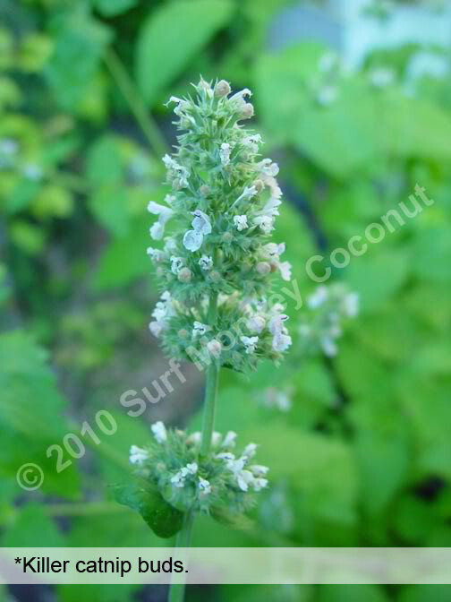 Killer Catnip Seeds! With FREE Instruction Card! Potent Pacific NW Giant Plant!
