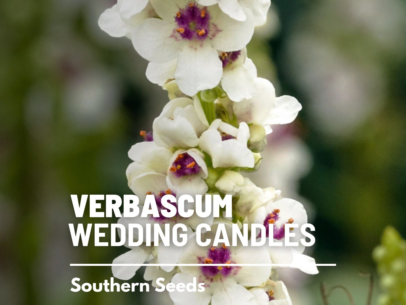 Wedding Candles Verbascum Seeds, Heirloom Drought-Tolerant Flower, USA Grown