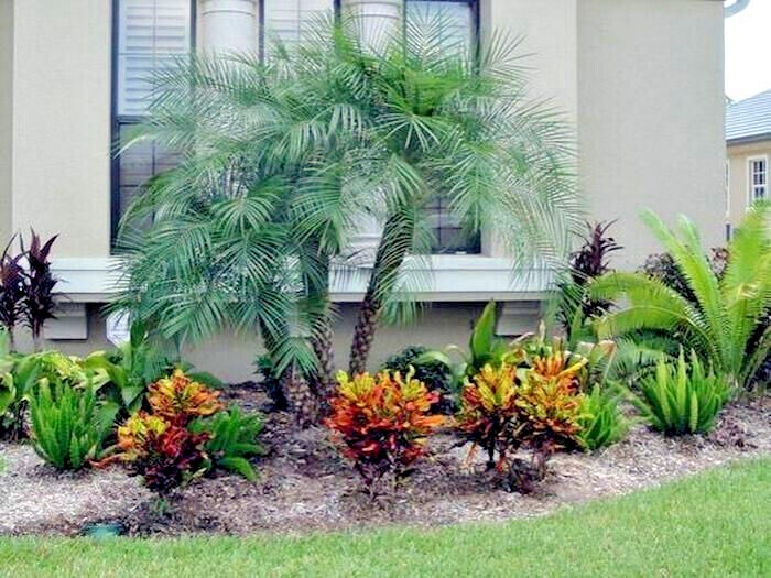 Dwarf Pygmy Date Palm Tree Seeds (Phoenix roebelinii) Great Indoor Houseplant