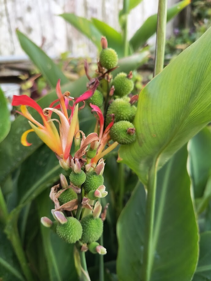 Canna indica Purpurea (Canna Lily, Indian Shot) seeds