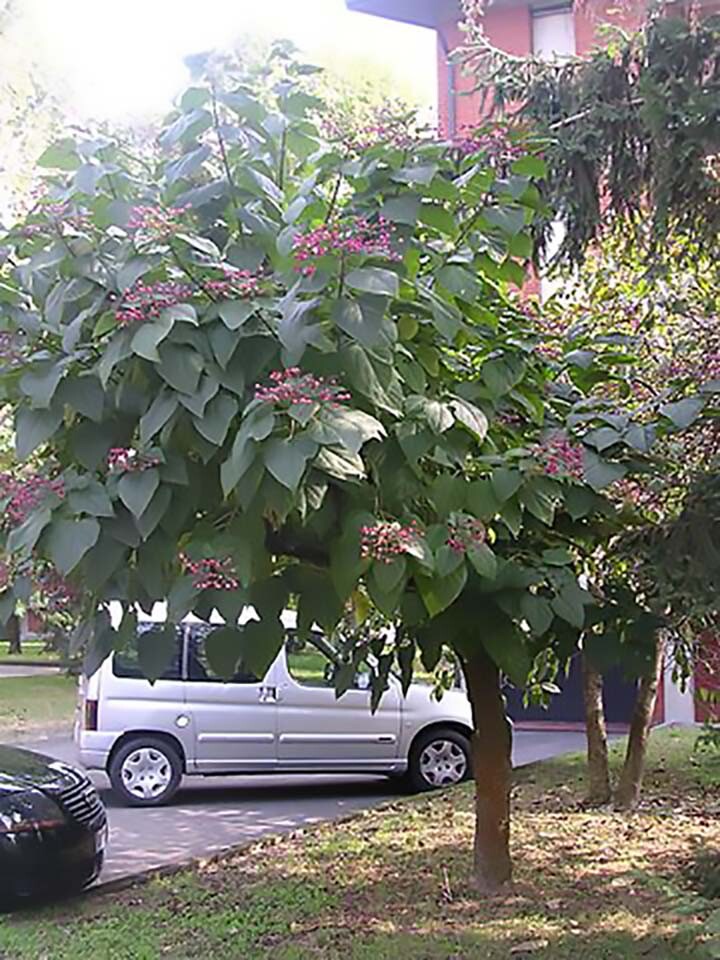 Harlequin Glorybower, Clerodendron trichotomum, Tree Seeds